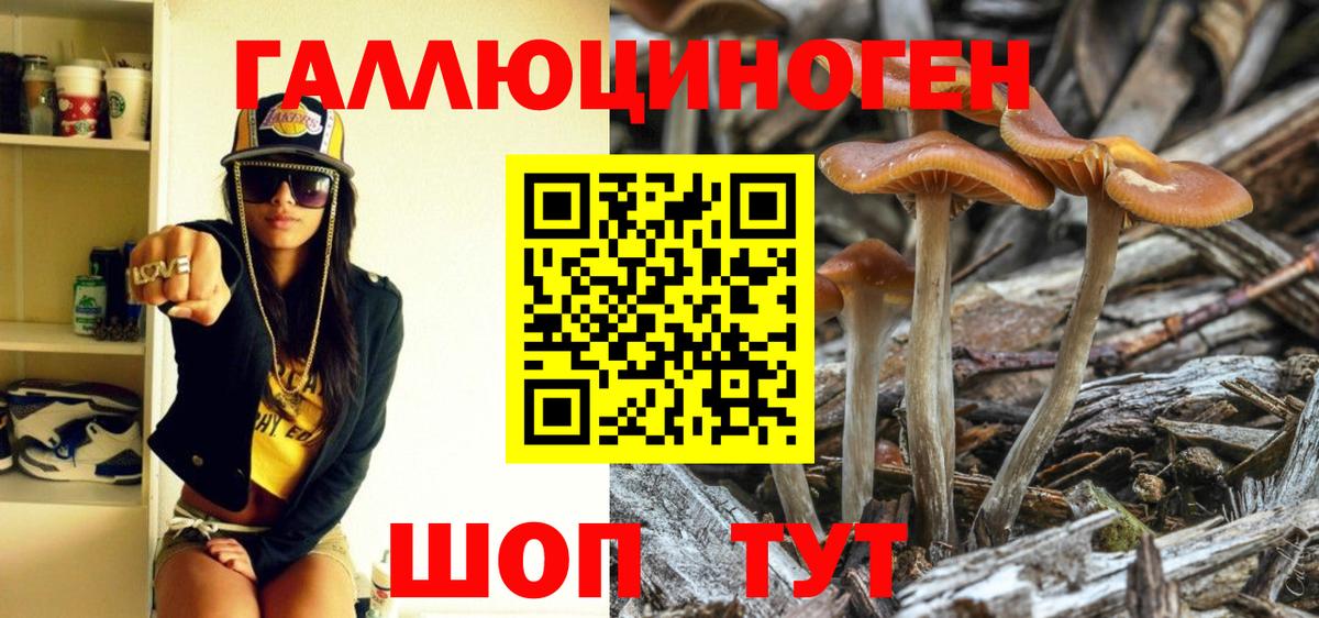 Псилоцибиновые грибы Psilocybine cubensis Иваново